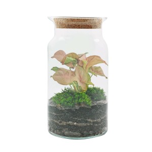 t.b.t. w szkle z różowymi liśćmi i mchem. Dekoracyjna roślina doniczkowa.