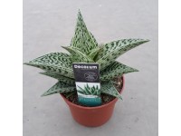 Aloe variegata Tribal wys. 18-22cm