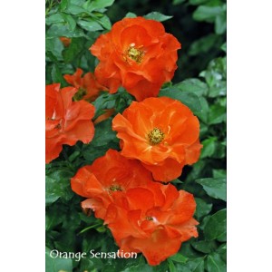 Pomarańczowa róża rabatowa t.b.t. z zielonymi liśćmi.