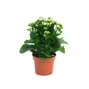 Kalanchoe (Żyworódka) z białymi kwiatami w doniczce.