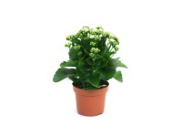 Żyworódka pełna (Kalanchoe sp.)