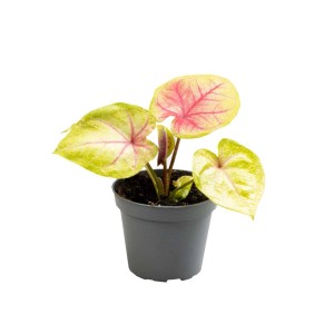 Roślina doniczkowa t.b.t. z zielono-różowymi liśćmi w doniczce.