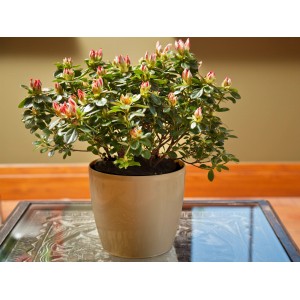 Azalia w beżowej osłonce. Dekoracyjna roślina doniczkowa z czerwonymi pąkami.