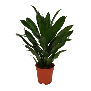 Zielona dracena (smocze drzewo) w doniczce. Roślina doniczkowa o długich, spiczastych liściach.