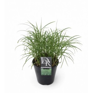 Miskant (Miscanthus) mix - don. 17 cm