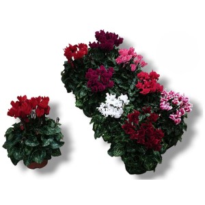 Różnokolorowe rośliny kwitnące t.b.t. w doniczkach.