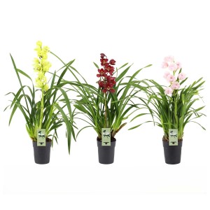 Trzy storczyki Cymbidium w kolorze żółtym, czerwonym i różowym w doniczkach.