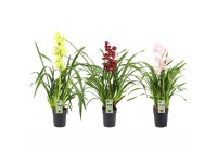 Storczyk (Cymbidium) mix don. 12 cm