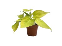 Epipremnum Neon (Epipremnum Golden Pothos) don. 8,5 cm