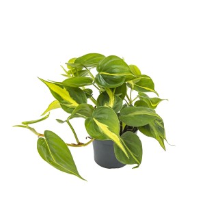 Filodendron pnący (Philodendron scandens) Brasil - don. 12 cm