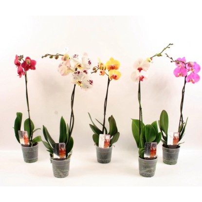 Falenopsis - Ćmówka - Storczyk  (Phalaenopsis sp.) mix 1 pęd wys. 40 cm don. 12c