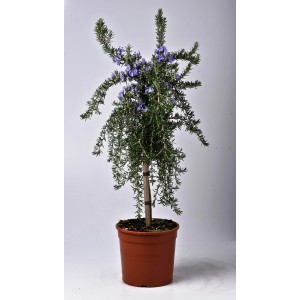 Kwitnący rozmaryn (t.b.t.) w doniczce, aromatyczne zioło kulinarne.