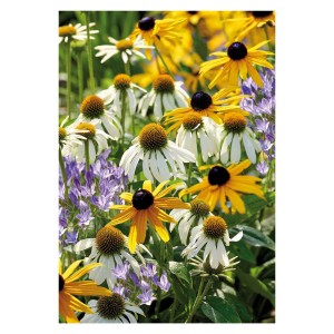 Kwitnąca Rudbeckia 't.b.t.' w kolorze żółtym, białym i fioletowym na rabacie. Cebulki kwiatowe.