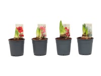 Amarylis pełny wys. 25cm don. 13cm