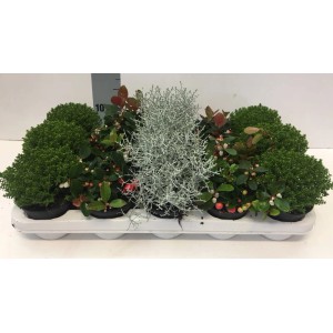 Różne rośliny doniczkowe, w tym zielone krzewy i srebrna roślina, w białej tacy transportowej.