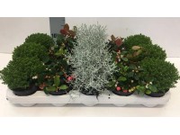 Byliny wys. 15cm don. 12cm