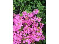Azalia japońska (Azalea sp.)