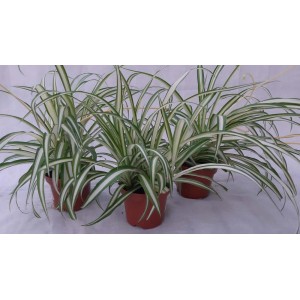 Zielistka (t.b.t.) w brązowej doniczce, roślina doniczkowa.