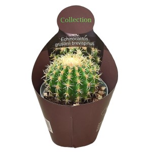 Kulkisty Echinocactus grusonii brevispinus w doniczce, dekoracyjny sukulent.