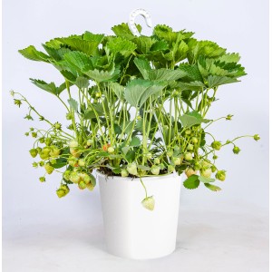 Wisząca truskawka z zielonymi liśćmi i niedojrzałymi truskawkami w białej doniczce.