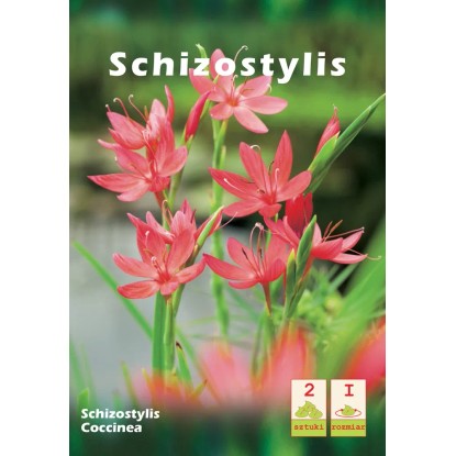 Schizostylis Coccinea 1szt.