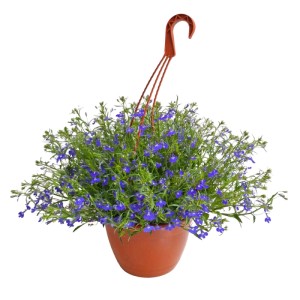 Lobelia przylądkowa w wiszącej donicy (Lobelia erinus) don. 25 cm