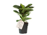 Fikus dębolistny (Ficus Lyrata) - don. 11 cm