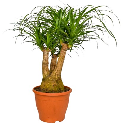 4 Flower Beaucarnea rozgałęziona wysokość 65 cm