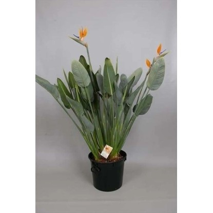 Strelicja królewska (Strelitzia reginae) z pąkami - wys. 135 cm, don. 40 cm