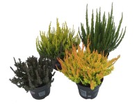 Wrzos linia Sunset (Calluna vulgaris) don. 11 cm