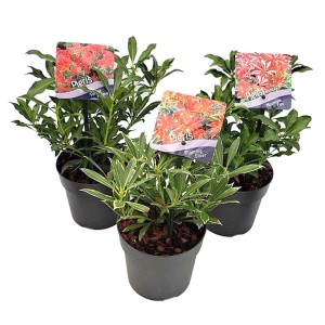 Trzy różne rośliny t.b.t. w doniczkach, roślina cieniolubna.