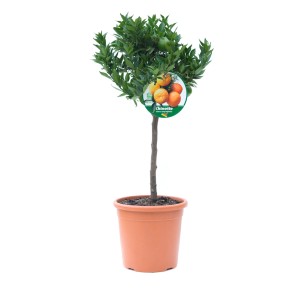 Miniaturowe drzewko owocowe 'Chinetto' w doniczce, drzewko ozdobne z małymi pomarańczami.