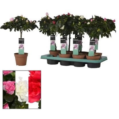 Azalea mix na pniu wys. 40cm