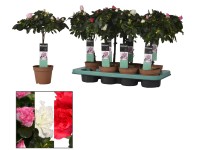 Azalea mix na pniu wys. 40cm