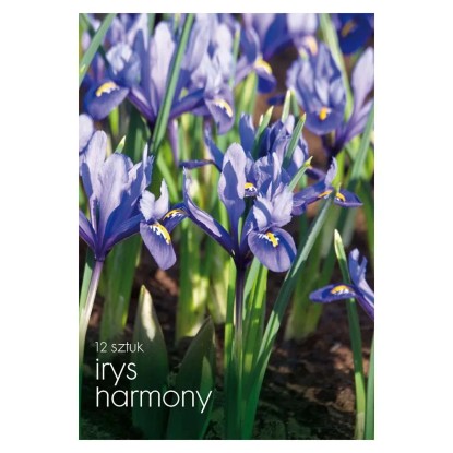 Irys (Harmony) - 12 szt.