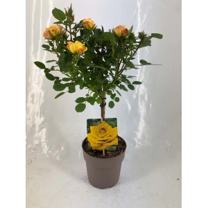 Żółto-pomarańczowa róża rabatowa jako pieniek w doniczce.