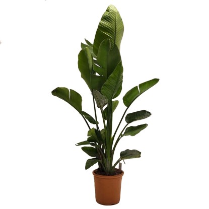 Strelicja biała (Strelitzia Nicolai) - wys. 180 cm, don. 40 cm