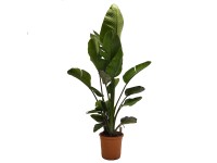 Strelicja biała (Strelitzia Nicolai) - wys. 180 cm, don. 40 cm