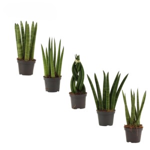 Sansewieria cylindryczna (Sansevieria cylindrica) mix don. 6 cm