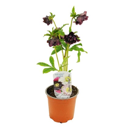 Ciemiernik (Helleborus Winter Rose) mix - don. 12 cm