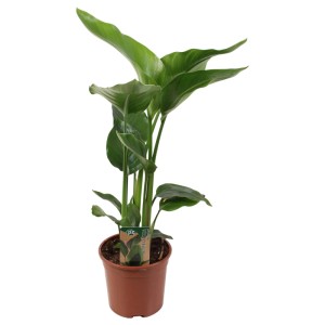 Strelicja biała (Strelitzia Nicolai) don. 15 cm