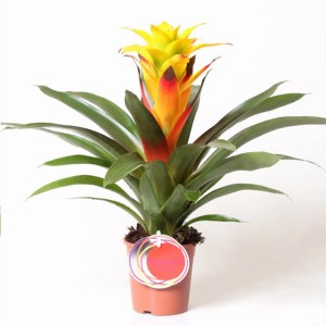Kwitnąca bromelia (t.b.t.) w doniczce z żółto-czerwonym kwiatem i zielonymi liśćmi.