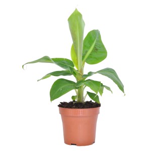 Bananowiec (Musa tropicana) - don. 12 cm