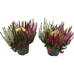 Dwa pięciokolorowe wrzosy Beauty Lady w doniczkach, Calluna vulgaris, wrzosy.