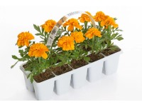 Rośliny rabatowe kwitnące 10-pak