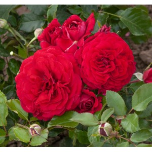 Jaskrawoczerwona róża rabatowa, bujne kwiaty w ogrodzie.