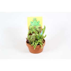 Małe Oplątwy i bromelia w doniczce z żółtą tabliczką.