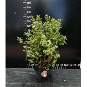 Krzaczasta borówka w doniczce. Idealna do ogrodu i na balkon.