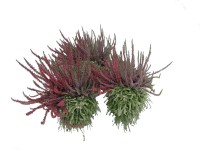Wrzos (Calluna Trio Girls) don. 17 cm
