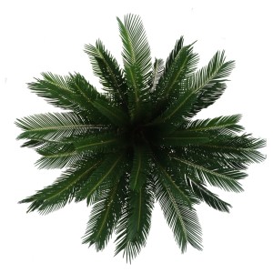 Zielona roślina doniczkowa t.b.t. z góry, szczegółowa struktura liści.